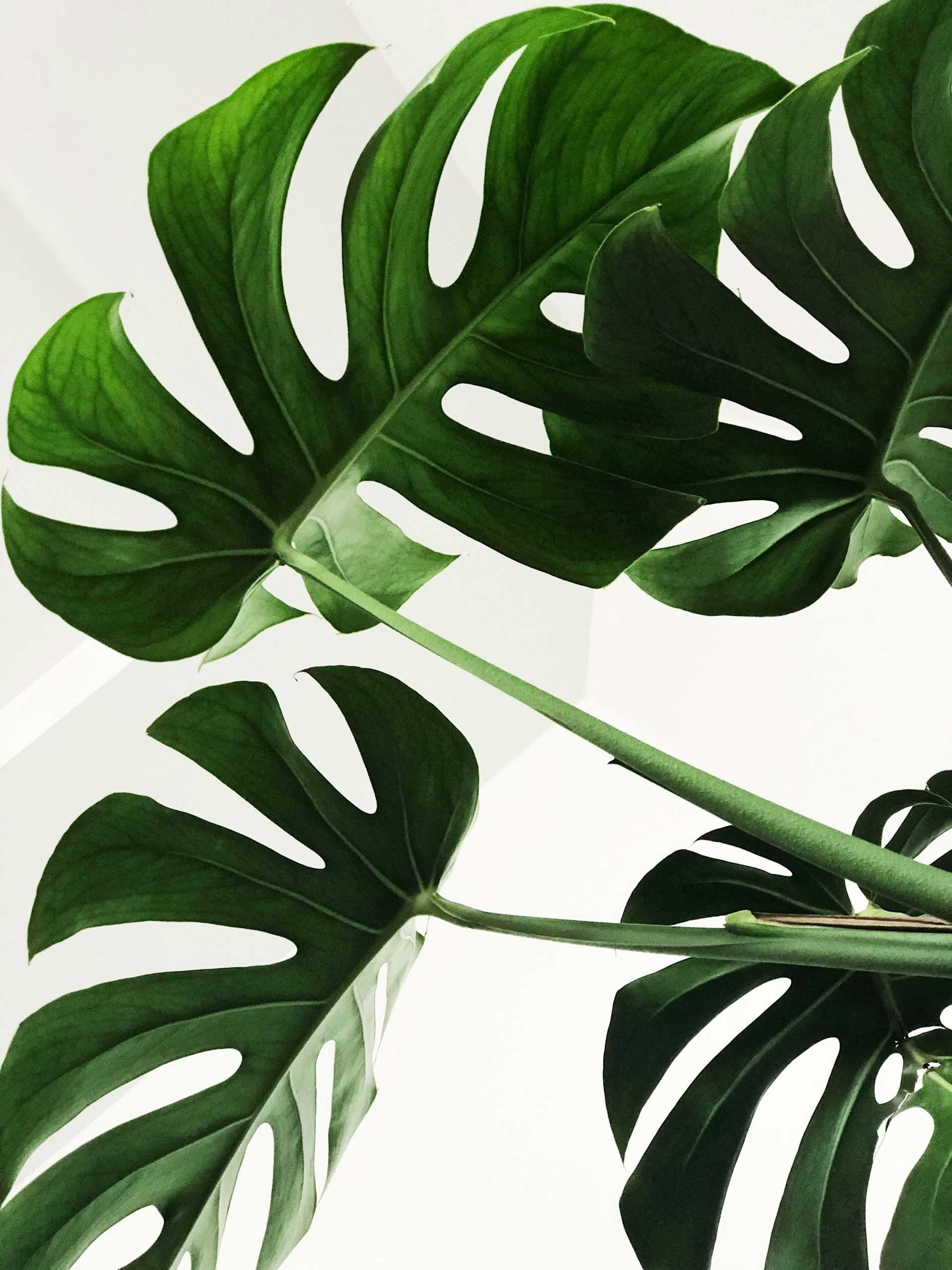 Monstera plant leaves with natural light against a white background.